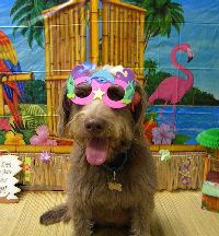 Gizmo_Luau_2010.jpg